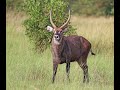 Top 10 African Deer Species