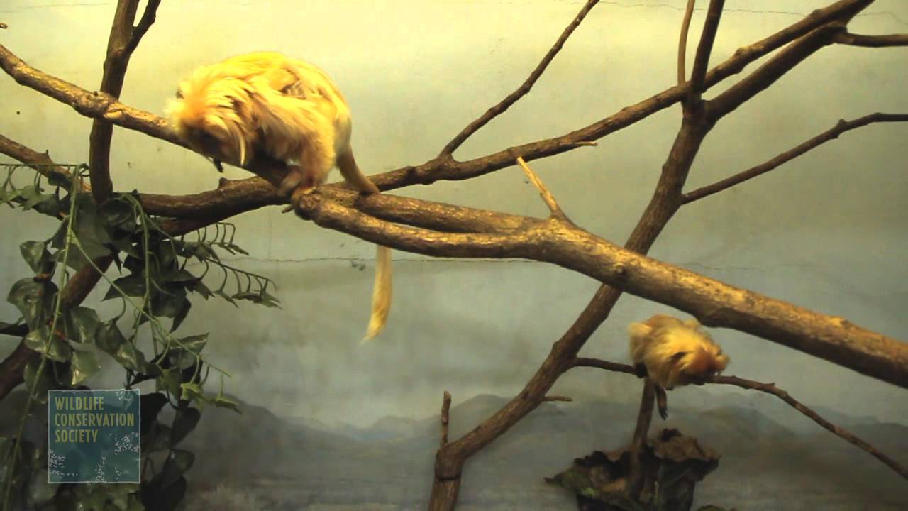 mongoose update Baby Golden Lion Tamarin at the Prospect Park Zoo