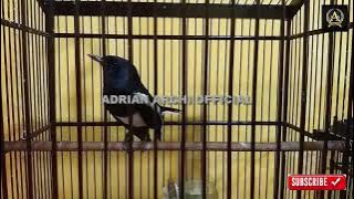 kacer konslet dan ngeplay ngeplay di malam hari || kacer gacor full isian mewah ⛤⛤⛤