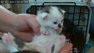 Kitkat Playroom: New Calico Mom and 4 Adorable Babies! by Kitkat Playroom 2,955 views 2 weeks ago 42 minutes