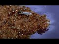Ants Ingenious Survival Method During Flood | Superswarm | BBC Earth