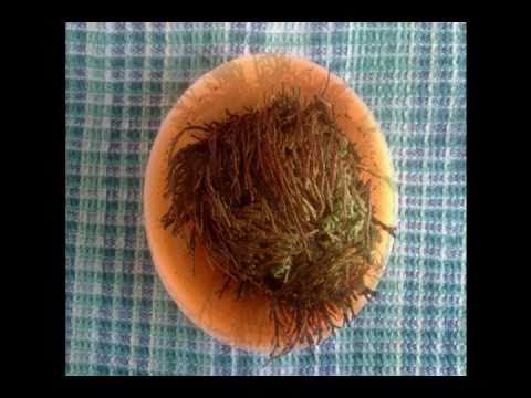 Rose of Jericho rebirth / Růže z Jericha oživení :)