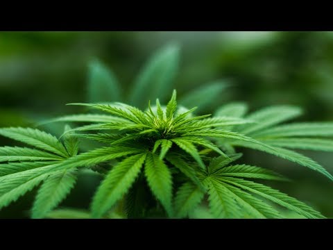 What's the evidence for medical cannabis? | Wonder Weed