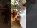 Allah ke mehman se guftagu 🐄🤲Qurbani ka jazba aur dua... #shorts #qurbani #eiduladha #cow #village
