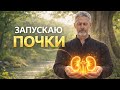 Восстановление функции почек во время этого энергетического сеанса