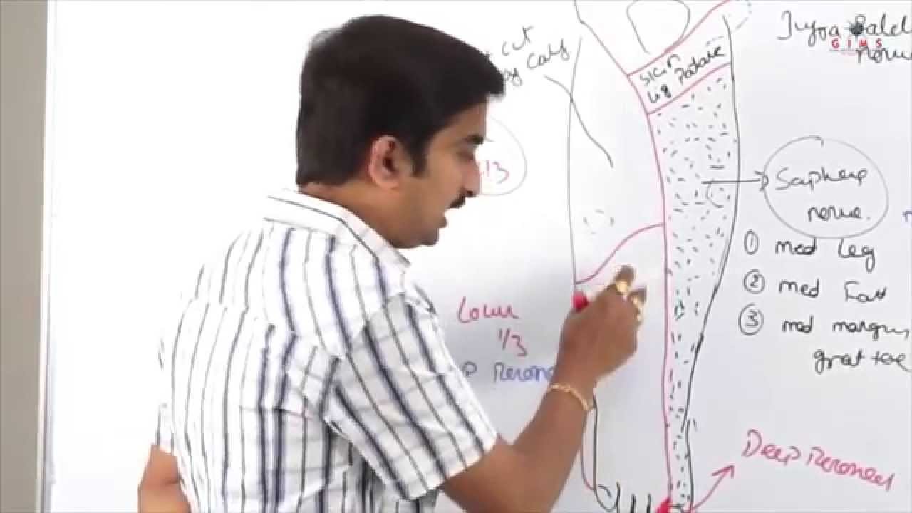 Anatomy of Anterior Lateral Medial side of leg and dorsum of foot - Dr.G.Bhanu Prakash