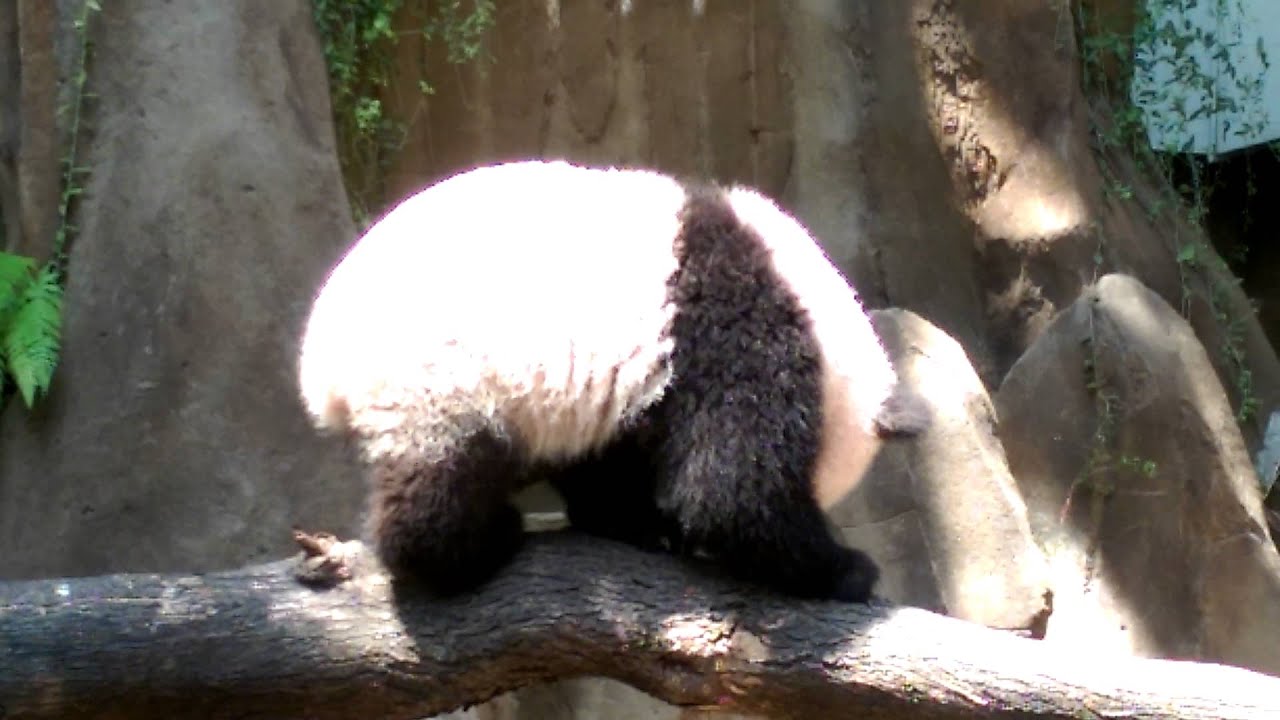 Panda at Zoo Negra Kuala Lumpur Malaysia - YouTube