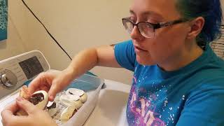 Ball Python Egg Cutting Clutch #7 of 2018