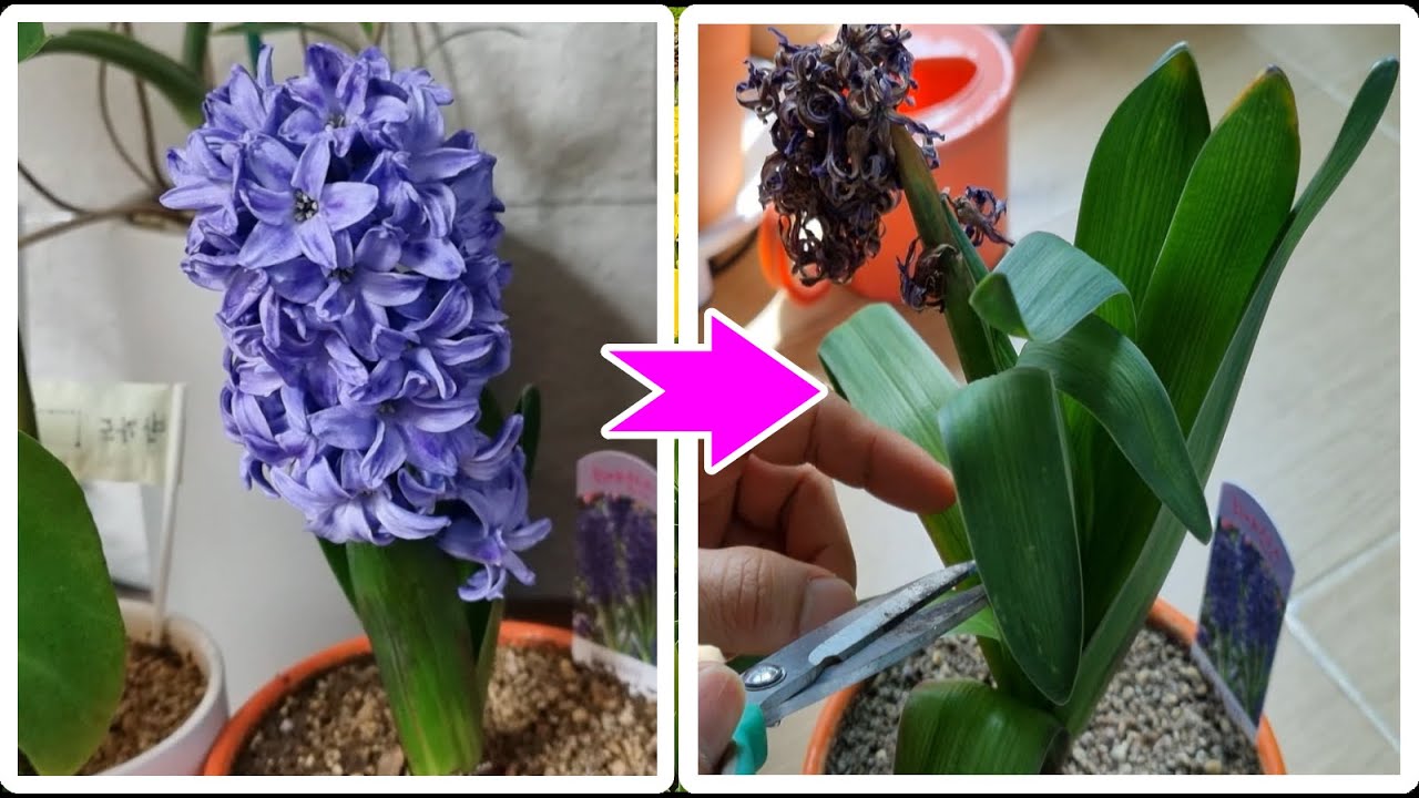 히야신스 꽃을 본 후 관리 방법  How to care for hyacinth flowers after seeing them 히야신스 키우기 Growing hyacinths