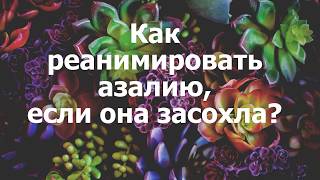 Как реанимировать азалию, если она засохла? Как реанимировать азалию, если она засохла?