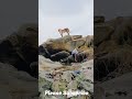 Tiger attack in real life tiger attack tiger shorts viral