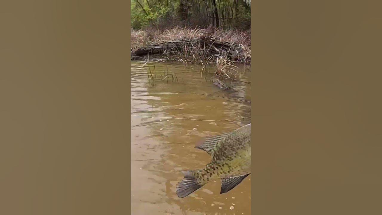 Wading For Spawning TEXAS Crappie‼️ 