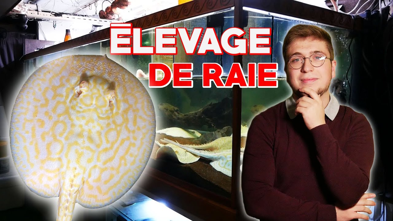 Découverte des raies d'eau douce, immersion dans un élevage (un truc de — free download
