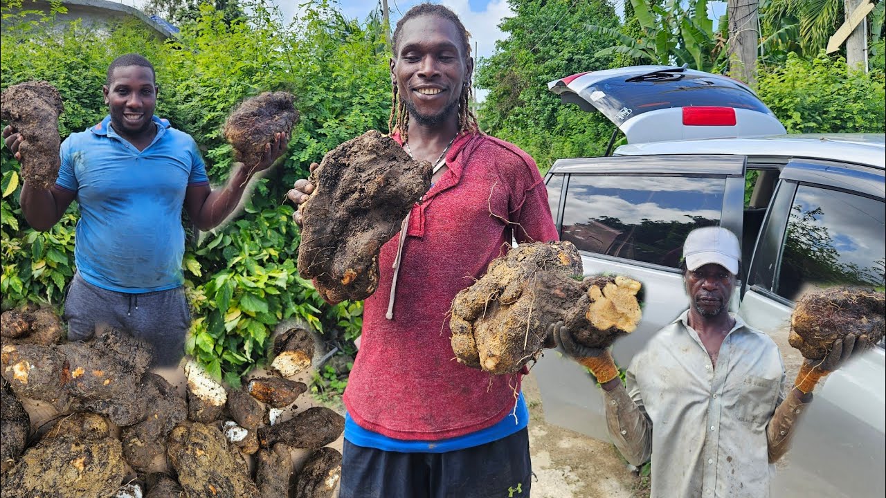 Мы прошли две мили по холмам, охотясь за ямсом, и нашли несколько прекрасных экземпляров.