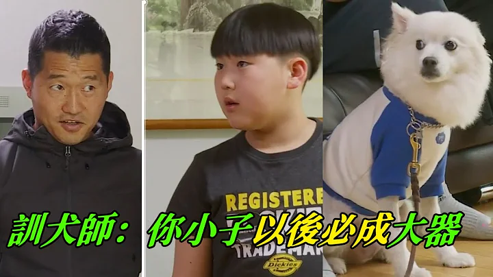 狐狸犬在家稱王稱霸，訓犬師訓犬算卦兩不誤，徒弟最終也找回丟失已久的面子 - 天天要聞