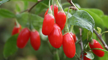 Where do goji berries grow best?