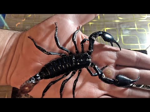 Азиатский чёрный скорпион (Heterometrus petersi). Посадили самца к самке