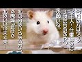 ハロウィンのおやつを主に おねだりする ハムスター