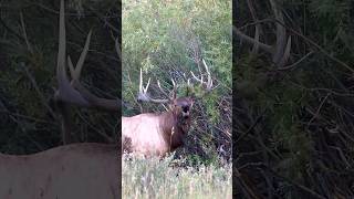 Good bull ripping off a nice September bugle!