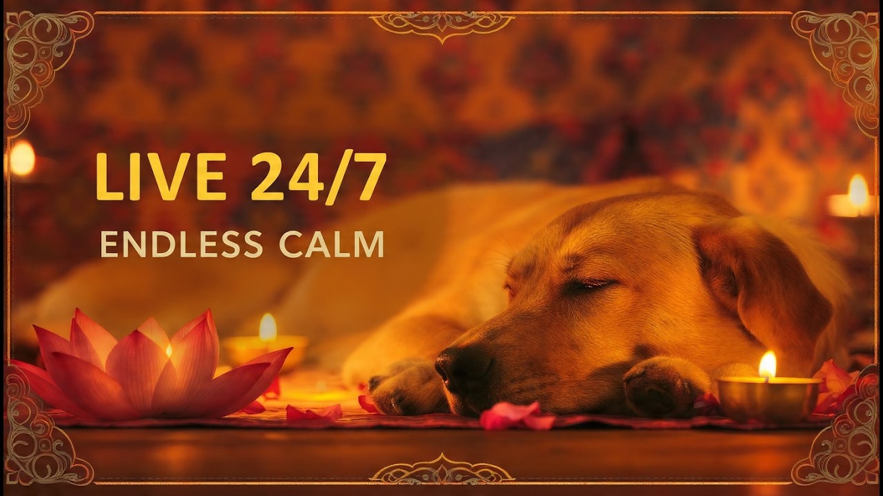 🐶 LIVE 24/7 Calm Music for Dogs 🐾 Anxiety Relief When Home Alone 🏡💗