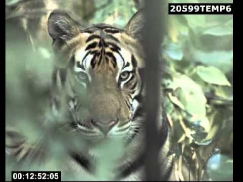 an analysis of jennifers tigers an analysis of jennifers tigers