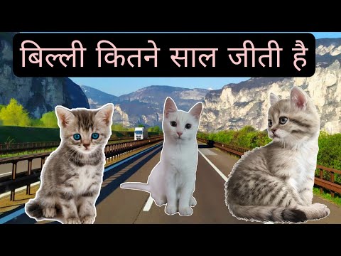 वीडियो: बिल्लियों के कितने जीवन होते हैं? इतिहास और तथ्य