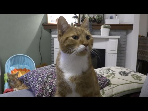 Mustache Cat! (Dutch Food, Dutch TV Show, and Holy House)