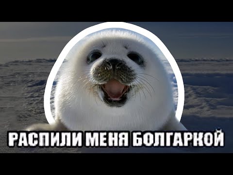 ПОЖАЛУЙСТА, РАСПИЛИ МЕНЯ БОЛГАРКОЙ — ОТКУДА МЕМ?