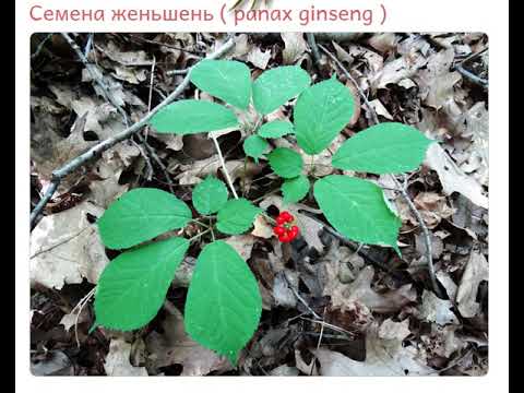 Video: Genetische Variabilität Und Populationsstruktur Von Gefährdetem Panax Ginseng In Der Russischen Primorye