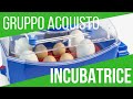 BUONO SCONTO PER ACQUISTO DI INCUBATRICI BOROTTO