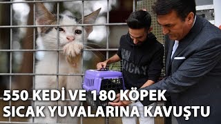 Yavru Kedileri Sahiplendiriyorlar Youtube