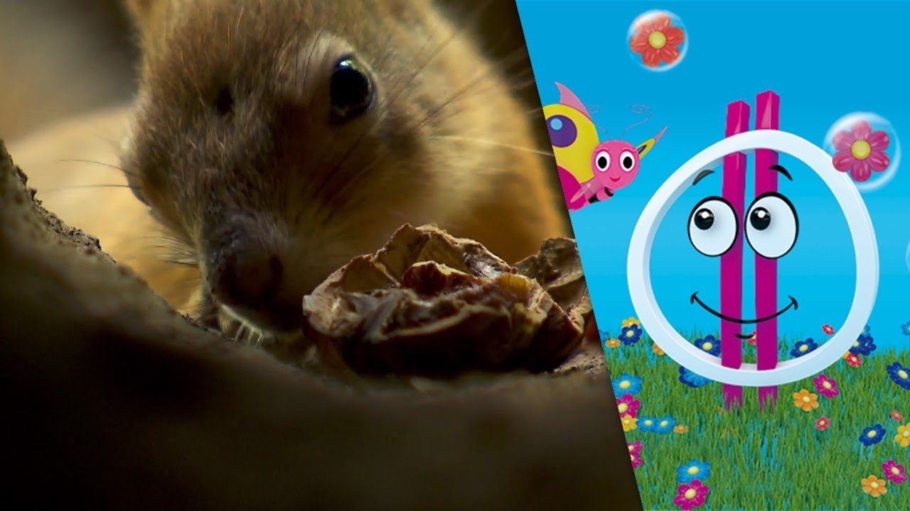 Zookaland - Erdei mókus