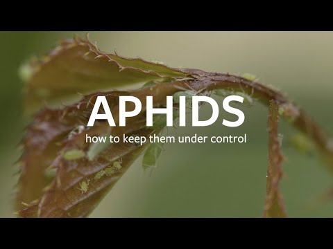 Video: Scaparea plantelor Smartweed: Aflați despre controlul Smartweed