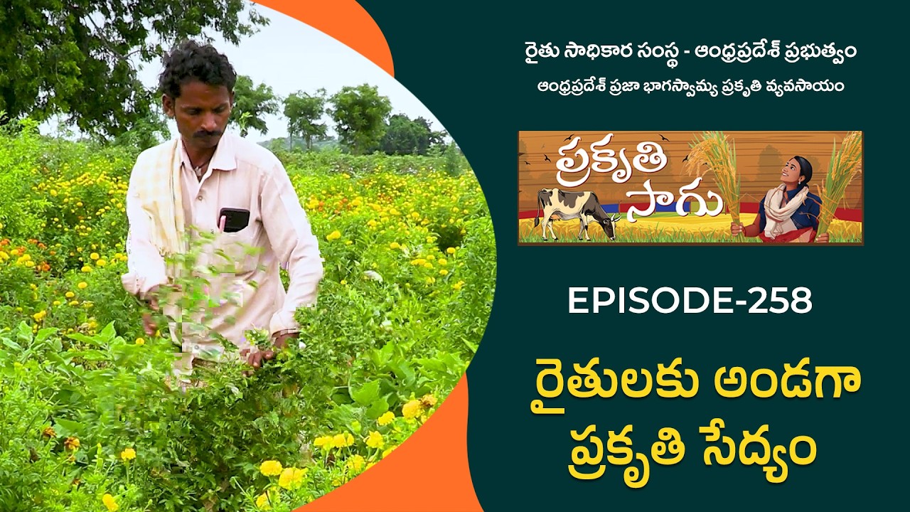 E258 | రైతులకు అండగా ప్రకృతి సేద్యం | గొల్ల శేఖర్ | కర్నూలు జిల్లా