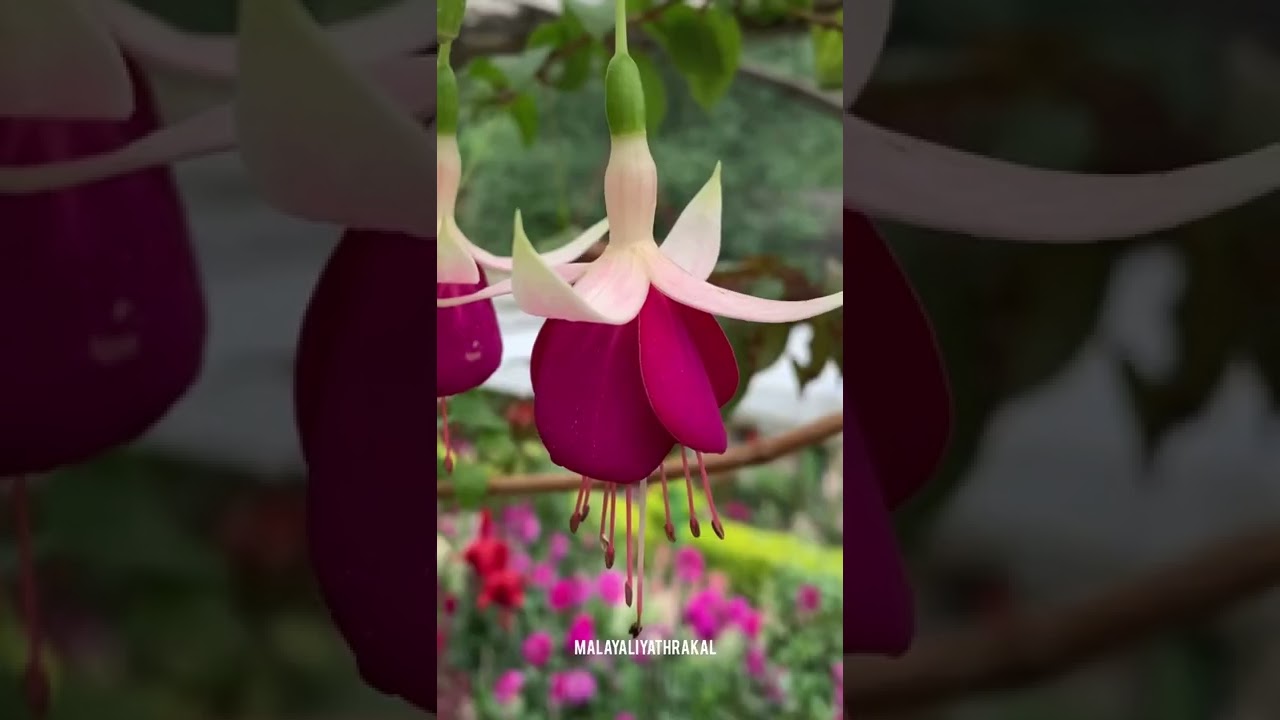 Munnar | Plan Munnar Trip | Munnar Series - 1 