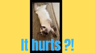 It hurts ! ( Randy) #cute, #funny, #cats, #pets, #catlover, #cat