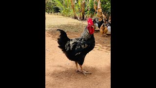 “Kwa Nini SASSO ni Chaguo Bora Kwa Wafugaji? Fahamu Siri za Kuku Huyu Hodari! “Kwa Nini SASSO ni Chaguo Bora Kwa Wafugaji? Fahamu Siri za Kuku Huyu Hodari!