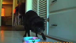 Dog Walking & Pet Sitting- Zippity Doo Dogs | San Diego | Austin