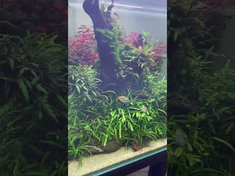 Радужница Боэсмана🐠Melanotaenia boesemani #аквариум #aquarium #mashabloom #машаблюм #аквариумистика