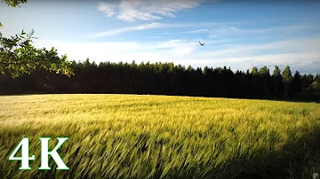 Field with Wind, Swallows, & Windchimes - Happy Summer moments 4K NO LOOP