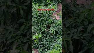 #vlog #bhojpuri #song @MrBeast @MrBean @MRINDIANHACKER
