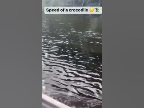 Crocodiles Speed in Water - YouTube