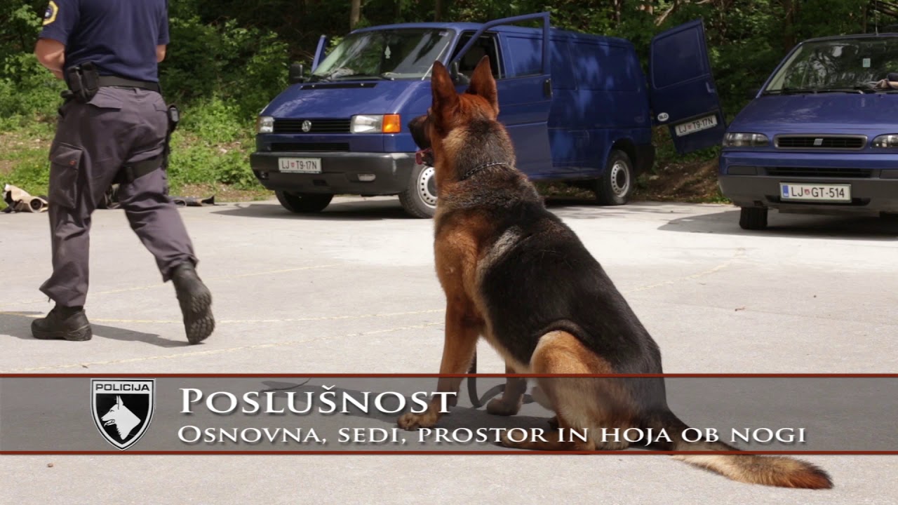 Policijski pes v službi (1. del)