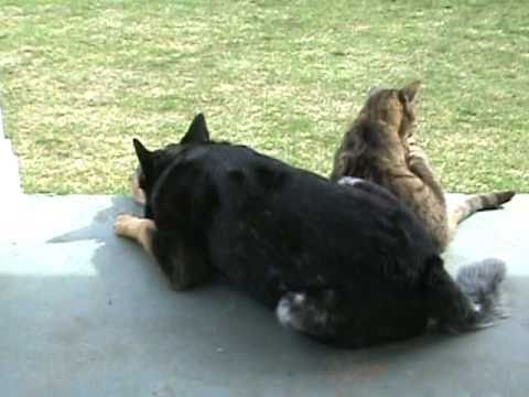 Dakota Acd Blue Heeler Shaggy Tabby  Cat on the porch 