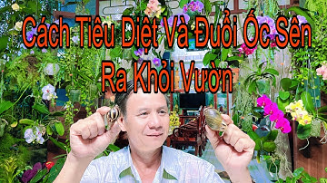 6 Cách Tiêu Diệt Và Đuổi Ốc Sên Ra Khỏi Vườn Rất Hiệu Quả Ít Tốn Kém 