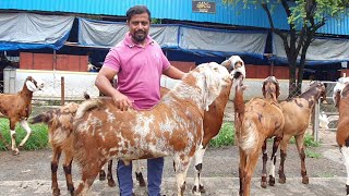 RK Goat Farm Ka Bumper Offer On Shandhaar Collection.