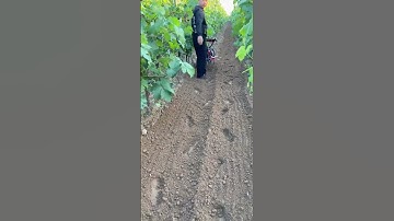 Tilling, ditching, weeding and fertilizing one machine for multiple uses.