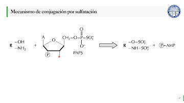 ¿Dónde se produce principalmente el metabolismo de fase II?