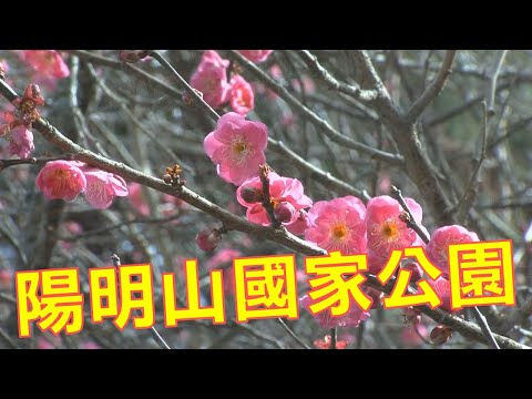 空拍 大有梯田生態公園 4K