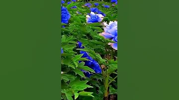 Blue Peony In Bloom On The Garden Satisfying Short 